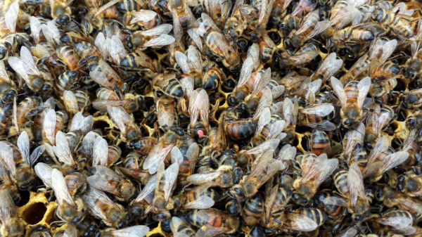 Bees frozen in time. Note queen in the center.