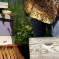 Transfer honeybees from trap to new colony